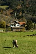sheep on the background of the house in the mountains