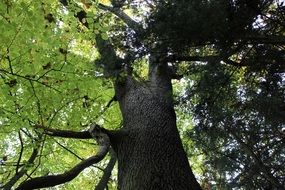 beech crown in forest scene close-up