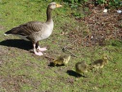 goose with goslings on ground