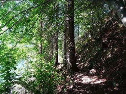 calming nature in the forest