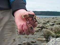 Picture of small crab in a hand