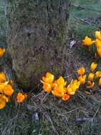 Picture of orange spring flowers