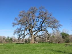 unusually beautiful oak tree