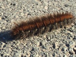 hairy caterpillar on a stone