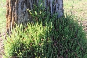 green Shrub next to tree