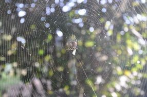 spider cobweb in the morning sun