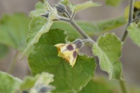 closeup of a physalis blossom