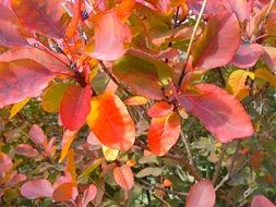 Red and orange plants in the garden
