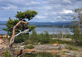pine at ånnsjön lake, sweden