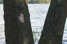 two trunk of a poplar by the river