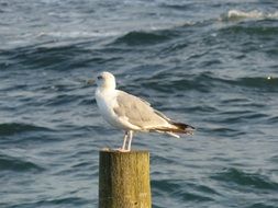 Seagull sitting on a wood near the water