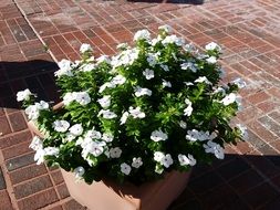 Beautiful white flowers in the pot