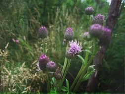 Beautiful, purple meadow flowers in a green meadow with grass