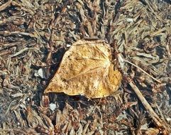 dry autumn leaf on the ground