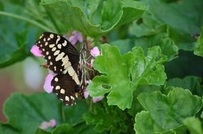 Black and white butterfly on an ornamental plant