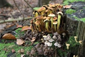 tree mushrooms and moss on stump in autumn