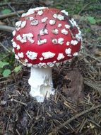 toadstool mushroom