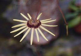 orchid cirrhopetalum flower plant macro photo