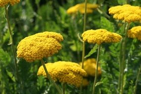 yellow garden flowers