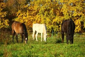 fascinating horse