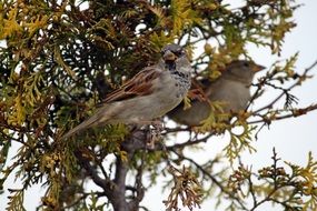 two birds are sitting on a tree