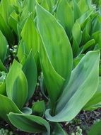 Green bear's garlic