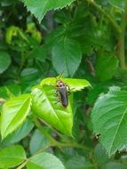 black beetle on a green plant in the garden