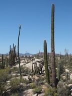 desert cacti in california