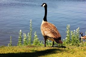 goose regina