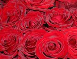 bouquet of red velvet roses close-up