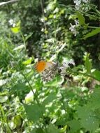 butterfly plant insect