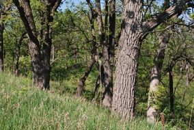 oaks on a green hill