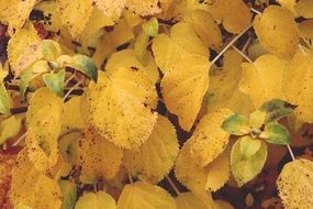 extraordinary beautiful bush leaves