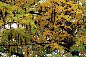 golden foliage on a tree in autumn