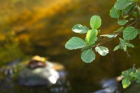 green tree branch in a forest