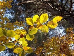 fall colors of the leaves