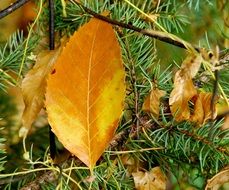 autumn yellow leaves on the pine branch