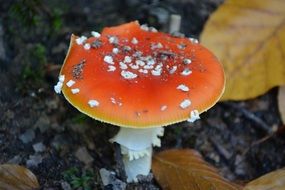 Toxic mushroom in the forest in autumn