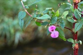 pink blossom in autumn garden