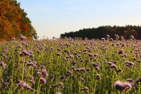 Purple phacelia flowers on a field