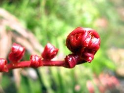 red fern, new leaf close up