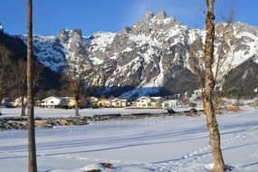 trees at the foot of the mountains in winter