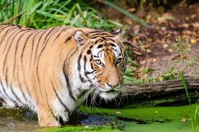 Beautiful and colorful, striped tiger feline in the water with plants on the shore