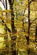 forest in autumn time