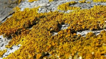 yellow lichen on a stone close up