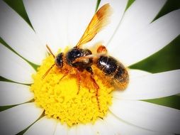 bee flower pollen honey insect