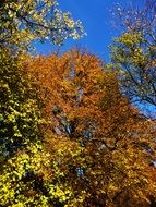 Autumn trees against a clear sky