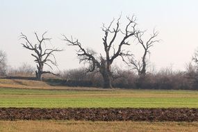 oaks in a green meadow