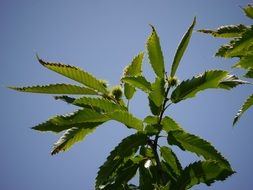 A lot of the foliage on the tree