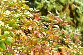 golden leaves of the mid autumn